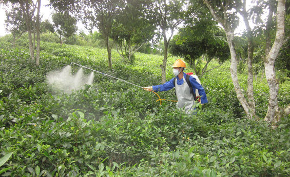 Loại quả “ngậm thuốc trừ sâu” nhiều nhất, có cho cũng đừng ăn