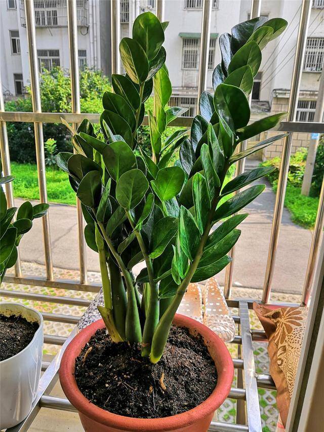 Ban công có 3 loại cây này chẳng khác nào rước Thần Tài vào nhà, gia chủ may mắn tiền tài đầy túi