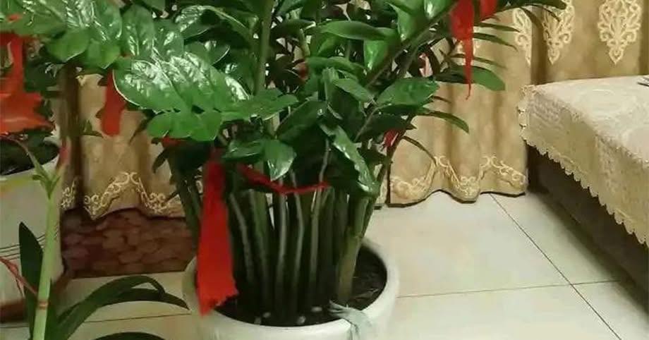 Cây kim tiền kỵ nhất người thuộc 2 mệnh này: Đừng trồng trong nhà kẻo tiêu tài tán lộc
