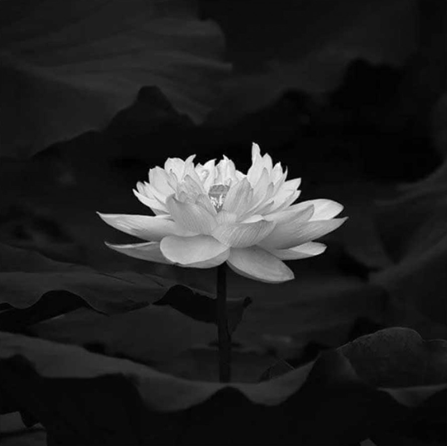 Tác giả ca khúc Sông quê qua đ;ời