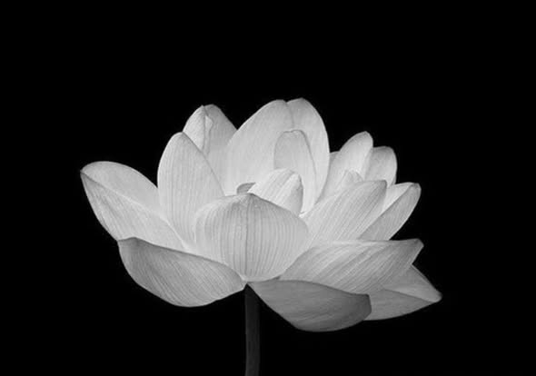 Tin buồn: Nam nghệ sĩ Việt vừa đột ngột quadoi vào cuối năm, đồng nghiệp b:.àng h:.oàng