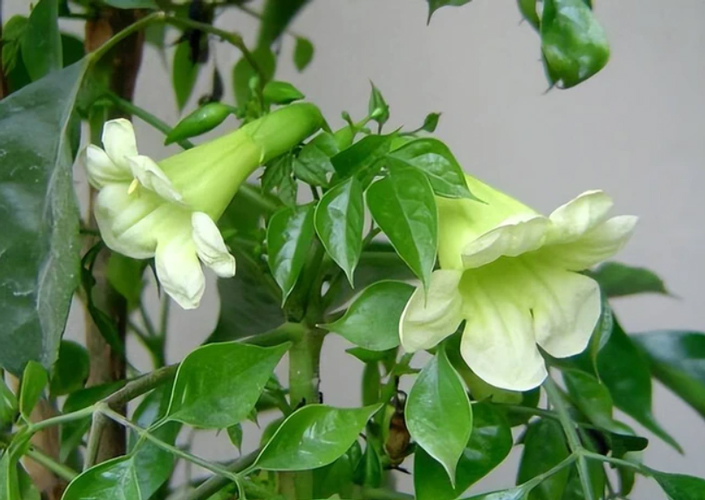 Lời Tổ tiên: ‘6 cây này nở hoa, dù không gi àu cũng sẽ gi àu’, là cây gì?