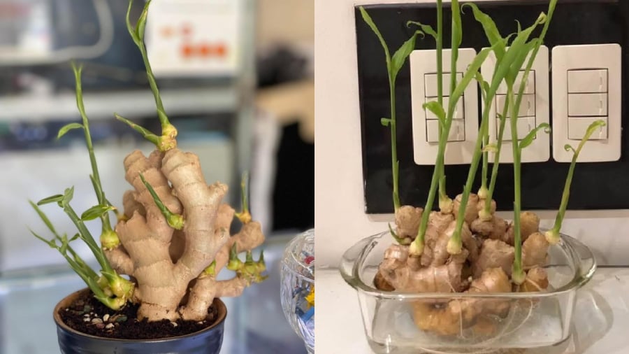 Vì sao càng ngày càng có nhiều người trồng gừng phong thủy?